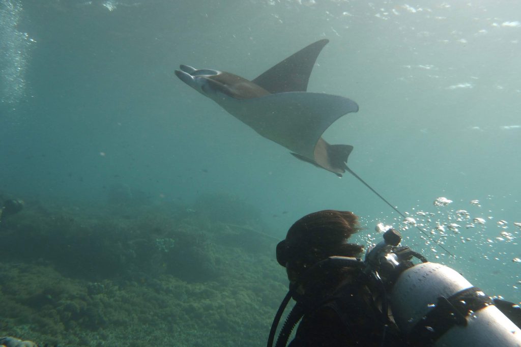 Akomo Isseki — Smart Dive Phinisi charter in Raja Ampat