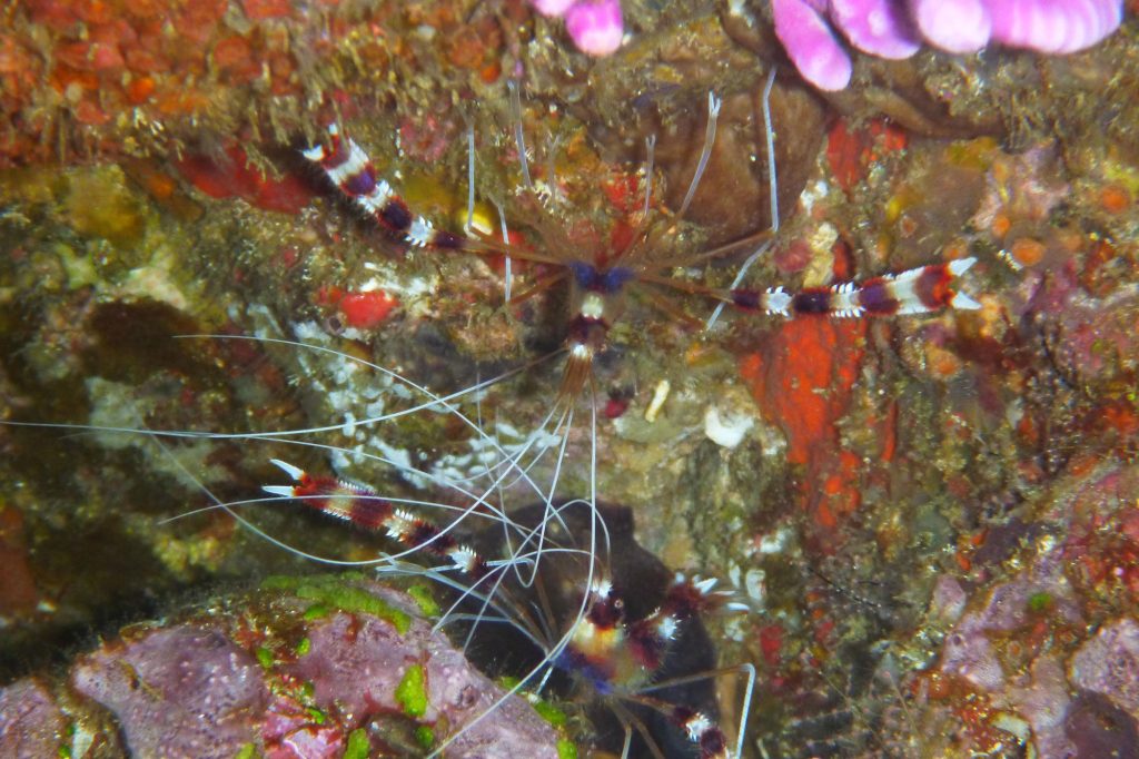 Akomo Isseki — Smart Dive Phinisi charter in Raja Ampat