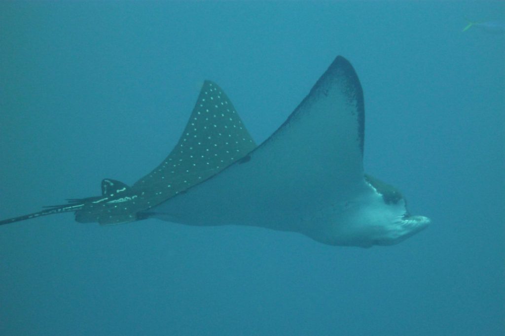 Akomo Isseki — Smart Dive Phinisi charter in Raja Ampat