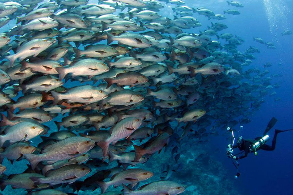 Akomo Isseki — Smart Dive Phinisi charter in Raja Ampat