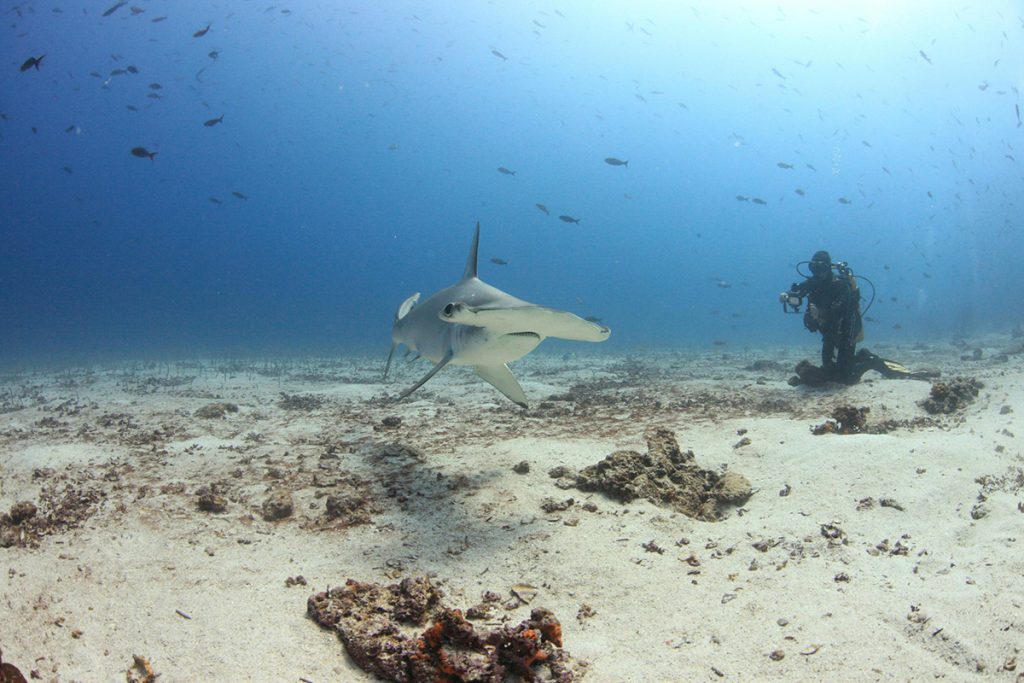 Malaillo — Premium Phinisi charter in Raja Ampat